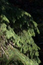 Green Christmas tree with sunny shadow closeup. Coniferous forest background. Spruce needles close up. Evergreen trees background.