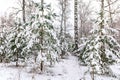 Green, Christmas trees, covered with snow, are in the winter forest outside the city. New Year and Christmas concept Royalty Free Stock Photo