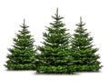 Christmas trees isolated on white background