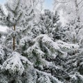 Green Christmas trees and pines covered with frost and snow in the winter frosty forest Royalty Free Stock Photo