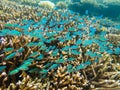 Green Chromis over Acropora coral head Royalty Free Stock Photo