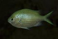 The Green Chromis Chromis viridis. Royalty Free Stock Photo