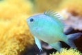 The Green Chromis Royalty Free Stock Photo