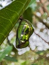 Chrysalis Butterfly shiny golden hanging on a leaf with nature background