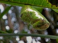 Chrysalis Butterfly shiny golden hanging on a leaf