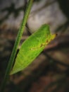 Green Chrysalis of  Common Lime Butterfly Royalty Free Stock Photo