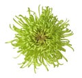 Green chrysanthemum Royalty Free Stock Photo