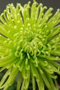 Green chrysanthemum Royalty Free Stock Photo