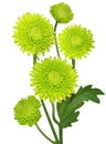 Green Chrysanthemum Royalty Free Stock Photo
