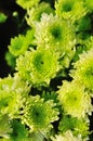 Green chrysanthemum Royalty Free Stock Photo