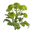 Green chrysanthemum