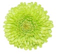 Green Chrysanthemum Royalty Free Stock Photo