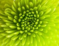 Green chrysanthemum Royalty Free Stock Photo