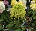 Green chrysanthemum blossom like long hair in the garden Royalty Free Stock Photo