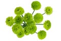 Green Chrysanthemum Bouquet