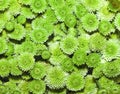 Green chrysanthemum close up Royalty Free Stock Photo