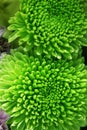 Green chrysanthemum flower Royalty Free Stock Photo