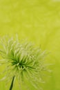 Green chrysanthemum flower Royalty Free Stock Photo