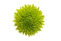Green chrysanthemum flower Royalty Free Stock Photo
