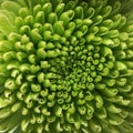 Green chrysanthemum flower macro background