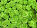 Green chrysanthemum flowers