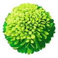 Green chrysanthemum on a white background. Vector illustration. AI Generated