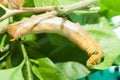 The green chubby worm is eating a leaf or caterpillar Royalty Free Stock Photo