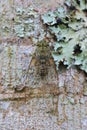 Green cicada with brown highlights perched on a tree trunk, basking in the light Royalty Free Stock Photo