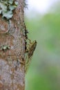 Green cicada with brown highlights perched on a tree trunk, basking in the light Royalty Free Stock Photo