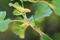 Green Cicada - Buffalo treehopper Stictocephala bisonia on plant