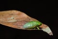 Green cicada on dried leaf