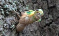 Green cicada Royalty Free Stock Photo