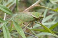 Green cicada
