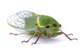 Green Cicada Insect Royalty Free Stock Photo