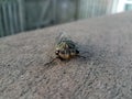 Green cicada insect on wood outdoor Royalty Free Stock Photo