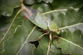 Green Cicada on leaf Royalty Free Stock Photo