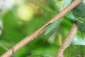 Green Cicada perched on a tree branch in the forest