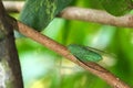 Green Cicada perched on a tree branch in the forest