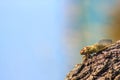 Green cicada sitting on tree bark on blurred blue background Royalty Free Stock Photo