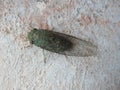 Green Cicada