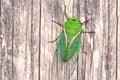 Green Cicada on Wooden Background