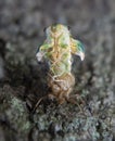 Green cicadas emerging. Royalty Free Stock Photo