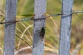 A green cicadas resting on a dunes fence at the beach.