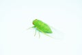 green cicadas in white background