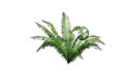 Green cinnamon fern plant