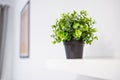 Green circle plant in plastic pot. Houseplants of a cactus at home on a white shelf against a white wall.