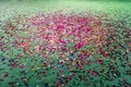 Green circus arena. Colorful pieces of confetti are scattered on the floor. Festive backdrop for birthday, anniversary, carnival
