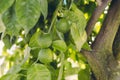 Green Citrus aurantium. Close-up of green citrus fruit, natural background. Nature concept. Oranges in greenery on tree