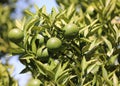 green citrus fruits