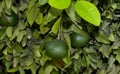 Green Citrus Fruits